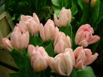 [Rejoyse Test 2006_0216Image0020.JPG]